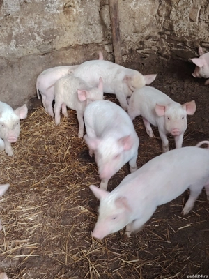 Vand purcei la 8 săptămâni  - imagine 3