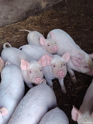 Vand purcei la 8 săptămâni 