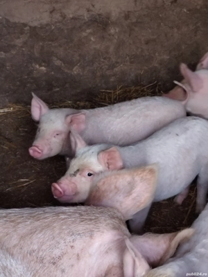 Vand purcei la 8 săptămâni  - imagine 2