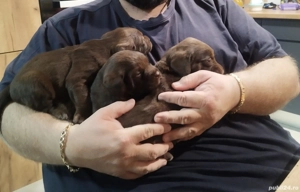 vizsla maghiara  - imagine 2