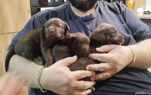 vizsla maghiara  - imagine 4