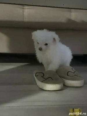 Bichoni maltez   10 săptămâni     