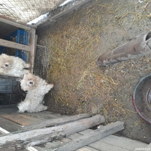 vand bichoni maltez - imagine 3