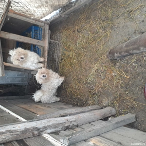 vand bichoni maltez - imagine 5