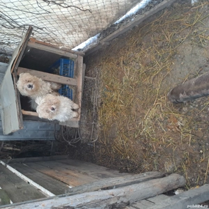 vand bichoni maltez - imagine 2