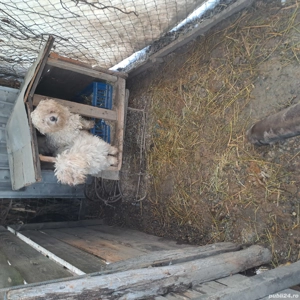 vand bichoni maltez - imagine 4