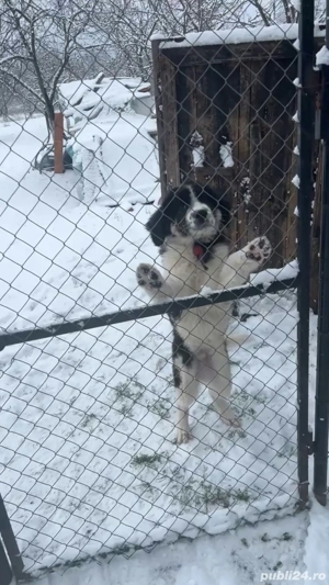 Vand mascul Ciobanesc de Bucovina 