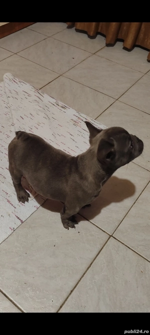 Bulldog Francez Microcip Oradea - imagine 2