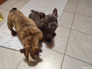 Bulldog Francez Microcip Oradea - imagine 3