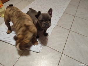 Bulldog Francez Microcip Oradea - imagine 4