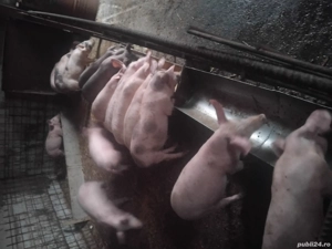 grasuni  de vanzare  - imagine 2