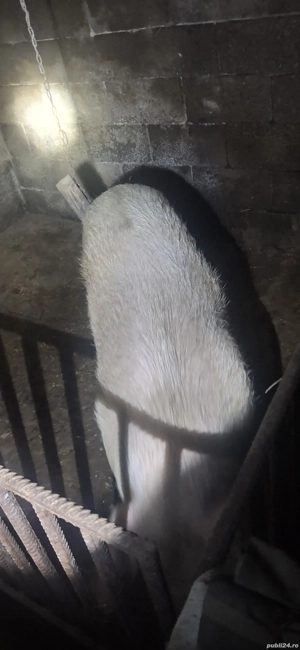 VĂND Scroafă 120 kg +-