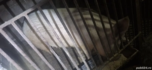 VĂND Scroafă 120 kg +- - imagine 2