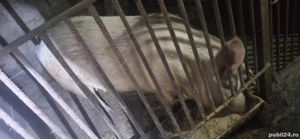 VĂND Scroafă 120 kg +- - imagine 3