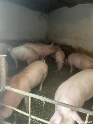 Porci de carne de vanzare