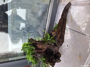 Cioata cu Microsorum pentru acvariu