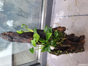 Cioata cu Anubias 