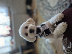 Bischon Malteze - imagine 2