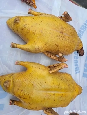 G ini de țară, Cocoși, rate - imagine 2