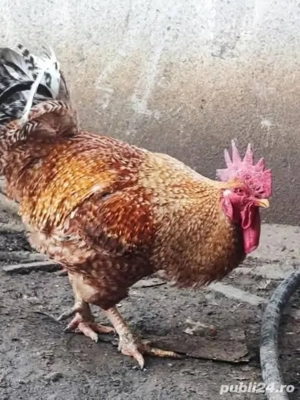 G ini de țară, Cocoși, rate - imagine 4