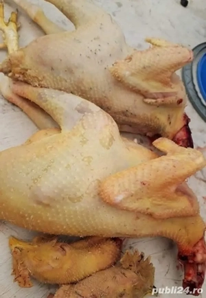 G ini de țară, Cocoși, rate - imagine 3