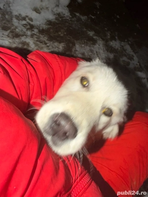 Vând pui Golden Retriever, vaccinați și cu carnet de sănătate! - imagine 3