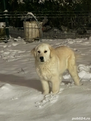Vând pui Golden Retriever, vaccinați și cu carnet de sănătate! - imagine 2