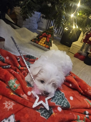 Vand cateluse bichon maltez 