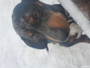 Mascul teckel arlequin  - imagine 2