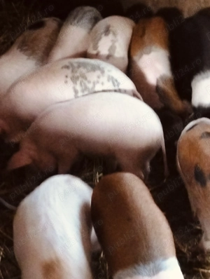 Soldanasi de 11saptămâni 