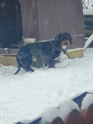 teckel mascul arlechin 