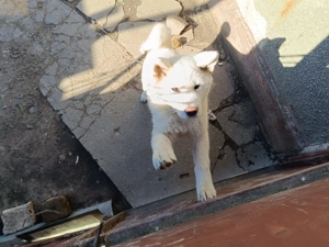 De vanzare Akita Inu - imagine 2