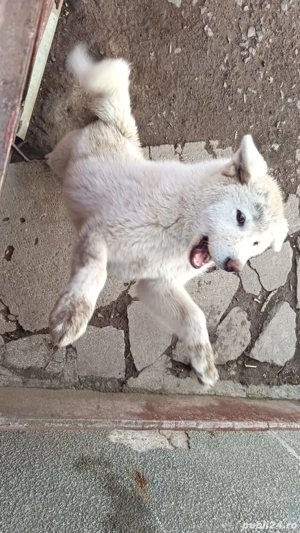 De vanzare Akita Inu - imagine 3