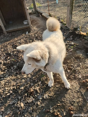 De vanzare Akita Inu - imagine 4