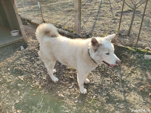 De vanzare Akita Inu - imagine 5