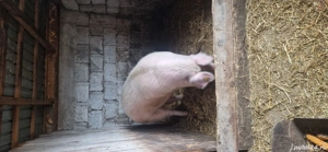porc de vânzare 200 kg - imagine 2