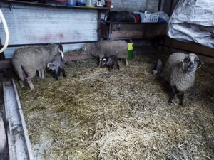 Oi de vînzare  cu miei - imagine 5