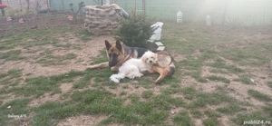 Donez ciobănesc german - imagine 5