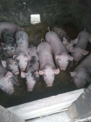 De vanzare purcei  - imagine 2