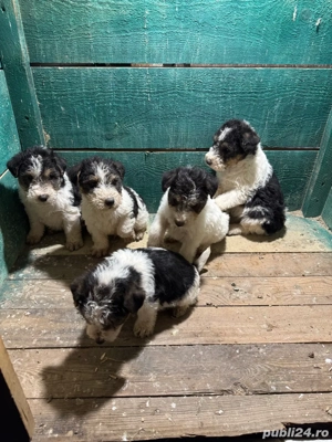 Caței fox terrier  - imagine 2