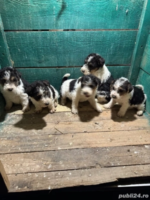 Caței fox terrier  - imagine 3