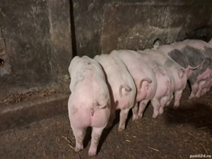 suldani 25-30 kg - imagine 3