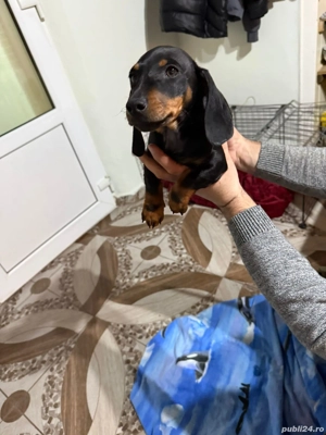 De vinzare teckel baietel 