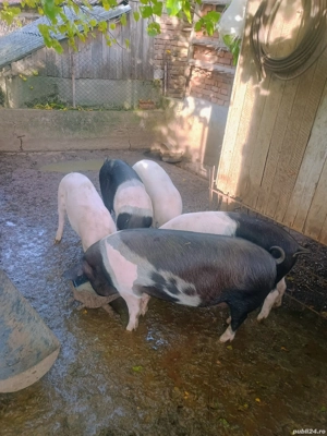 Vând un porc,primul din imagine - imagine 2