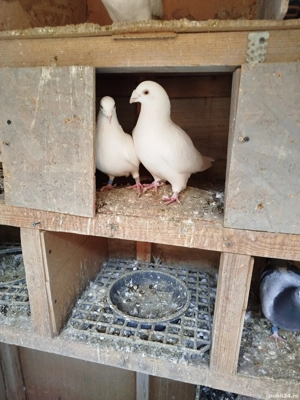 Porumbei voiajori  - imagine 2