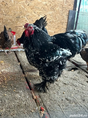 Brahma bobat - imagine 2