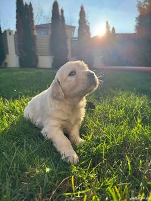Vand pui de golden retreiver in cluj-napoca - imagine 2