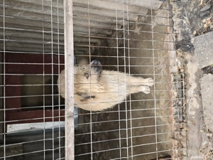 Donez caine ciobanesc - imagine 4