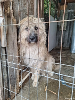 Donez caine ciobanesc - imagine 2