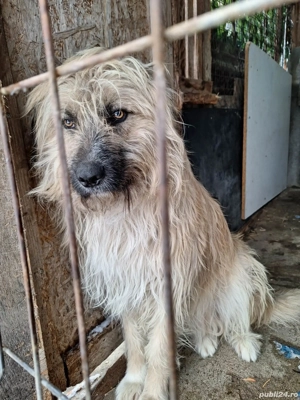 Donez caine ciobanesc - imagine 3